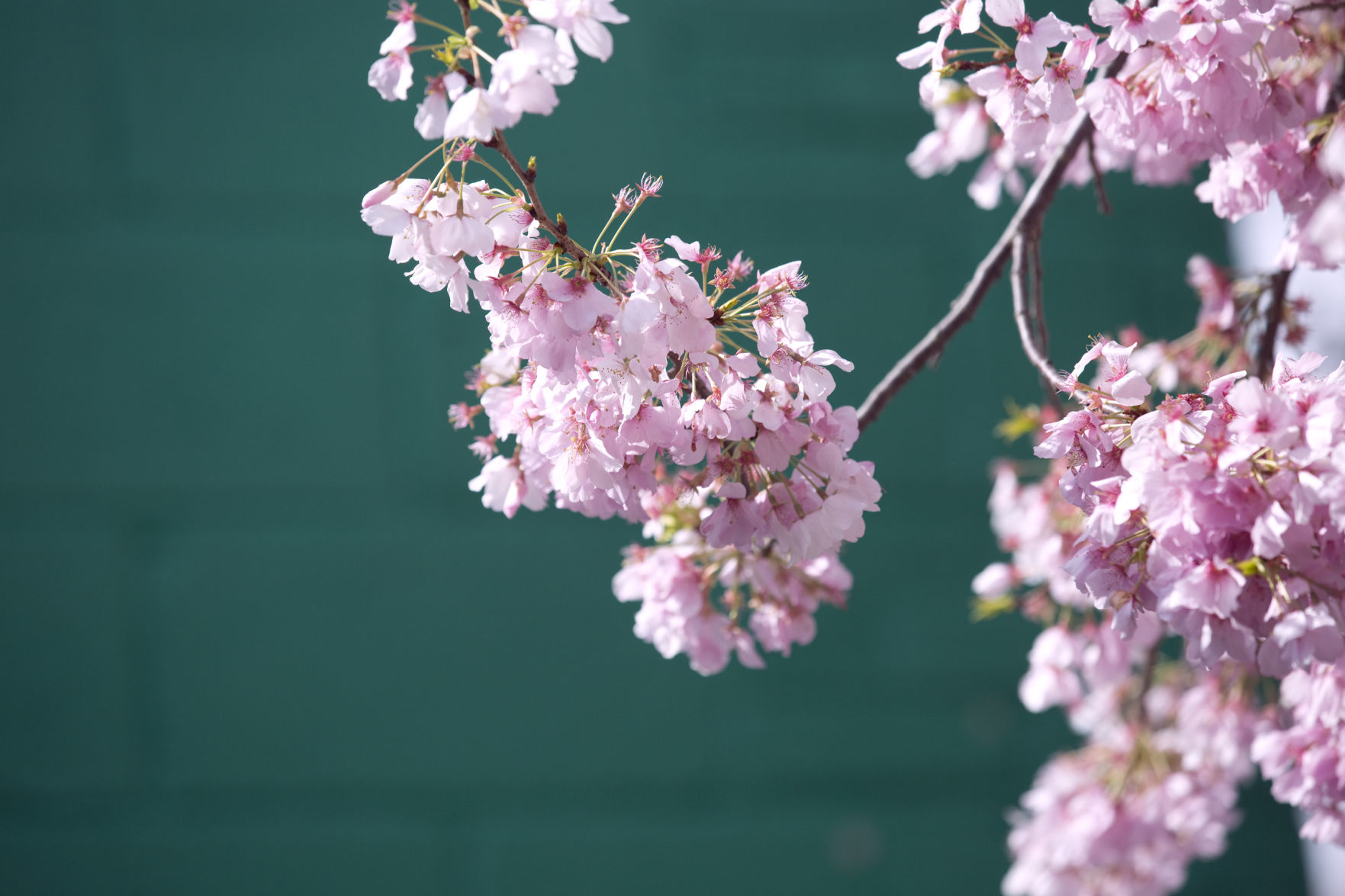 hr cherryblossoms